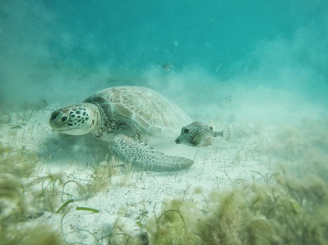 green_sea_turtle_feeding_on_sea_grass