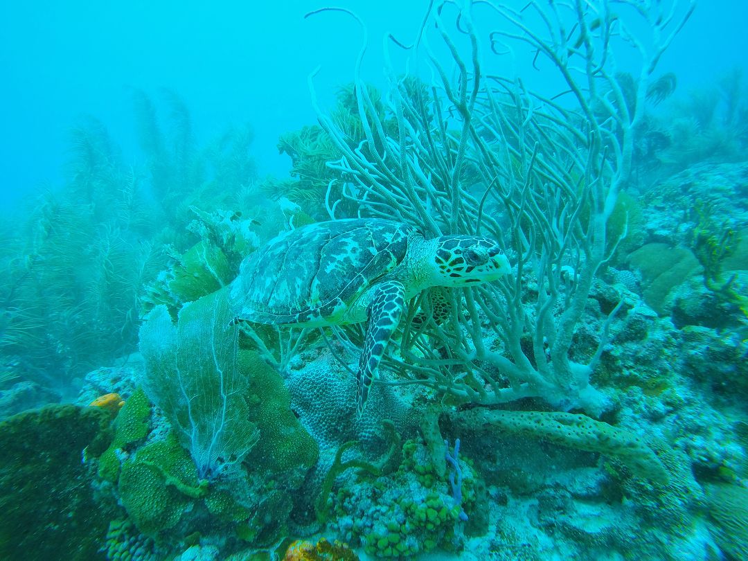 hawksbill_sea_turtle_swimming