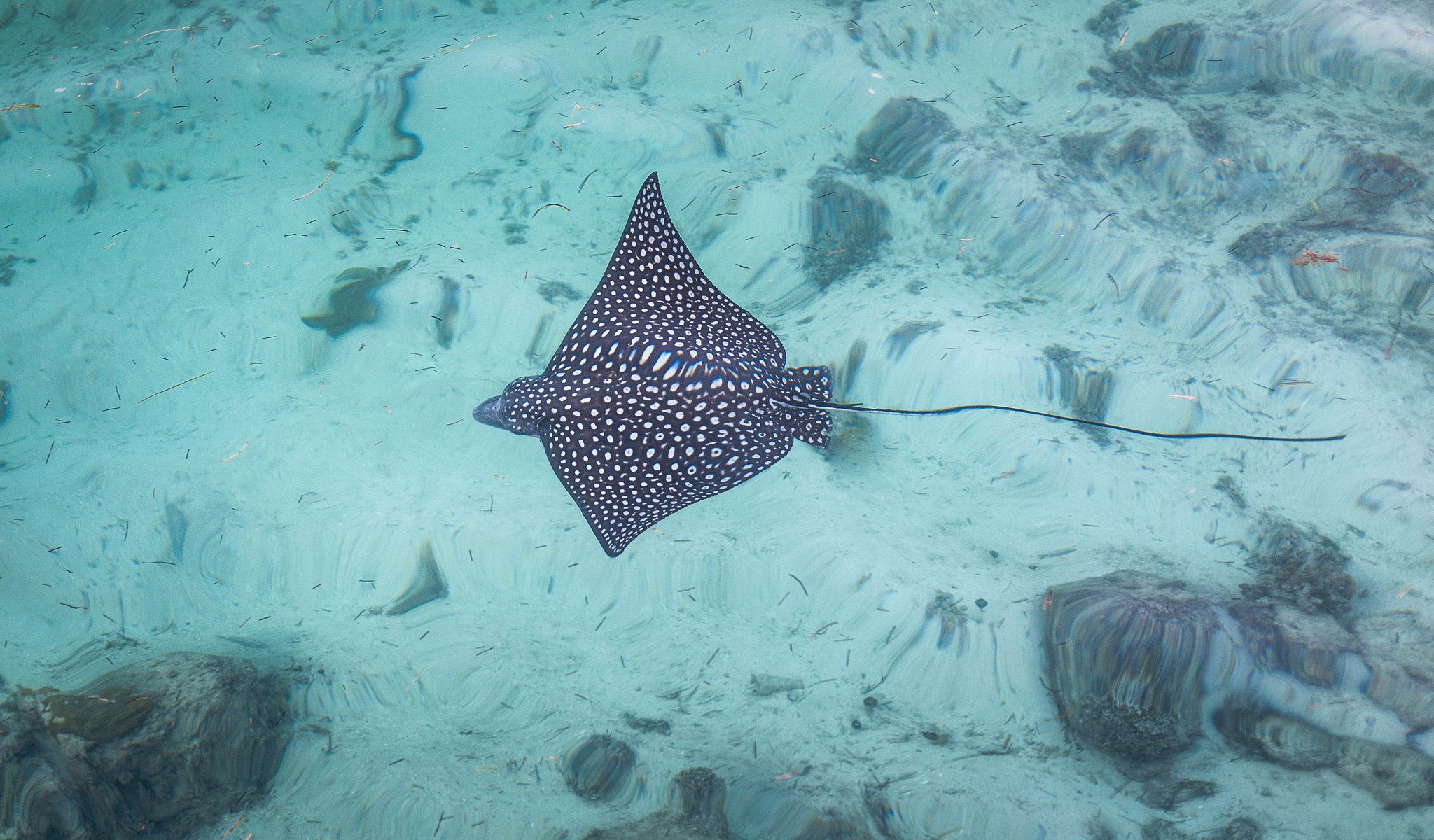 spotted_eagle_ray_swimming