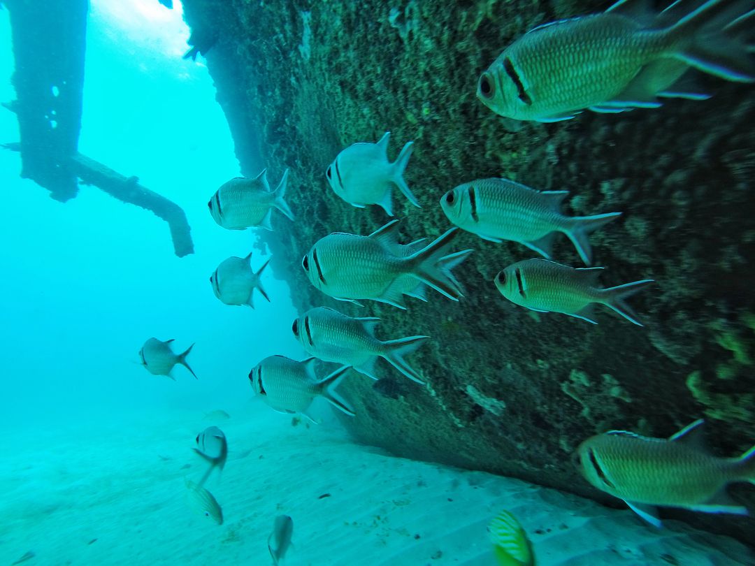 swimming_along_fishes_in_capital_wrecks