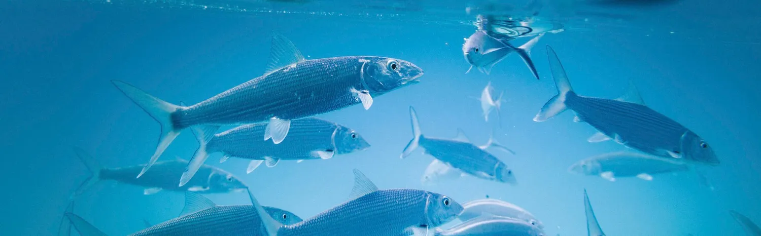 Fishing on Your Caribbean Yacht Charter